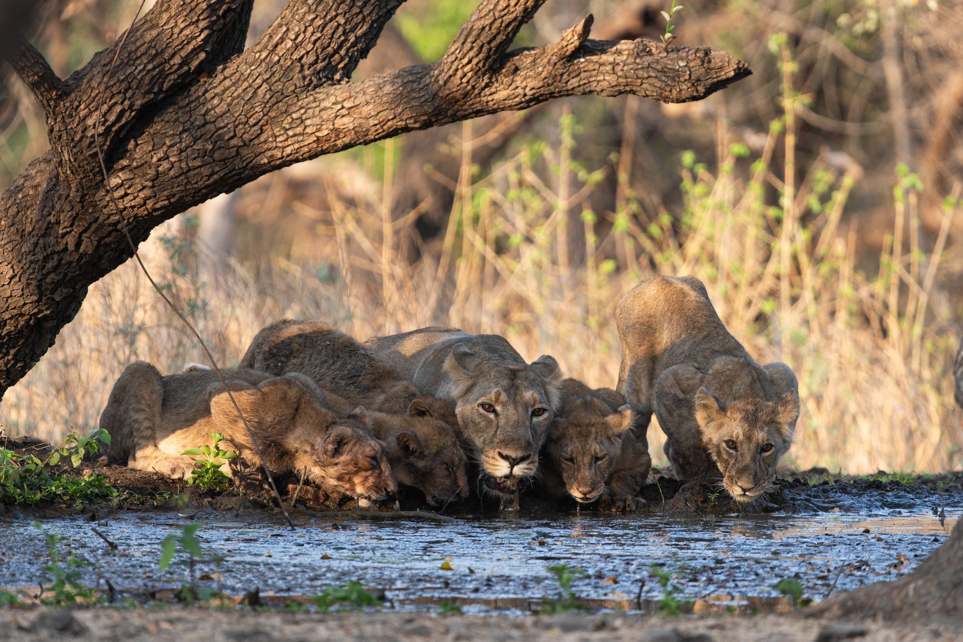 Gujarat Wildlife Parks Reopening: A Quick Guide to Enjoying Nature