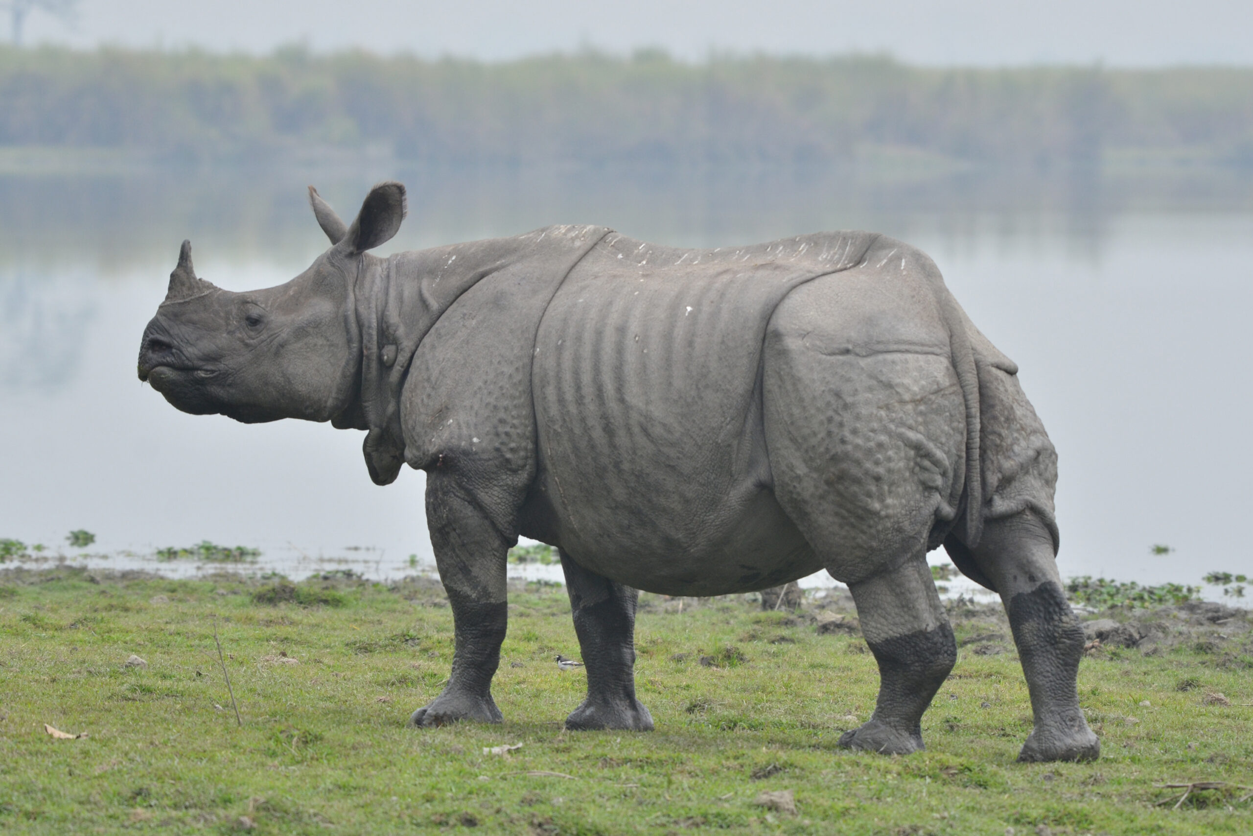 Kaziranga National Park: Is It the Best Tourist Destination?