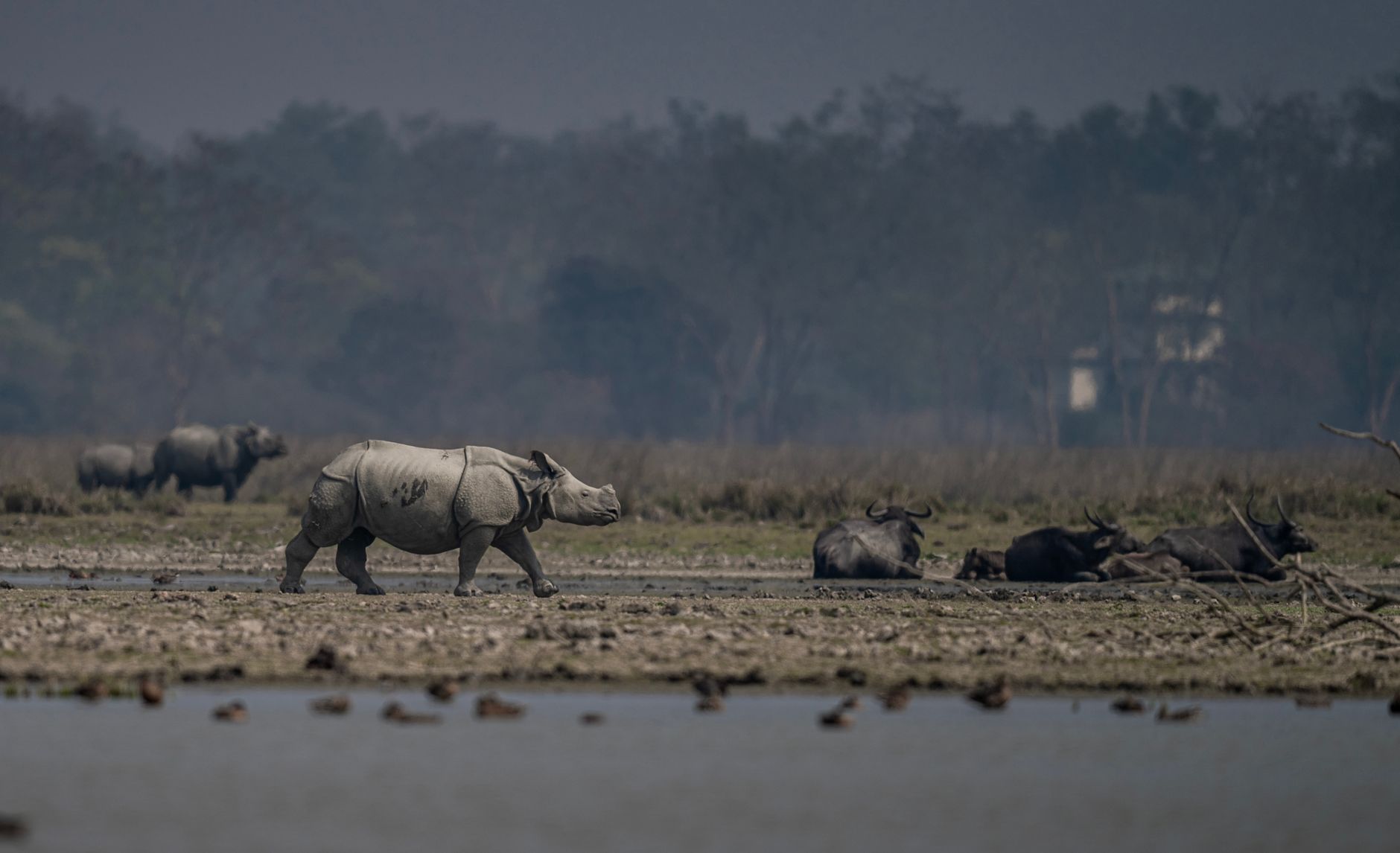 Pobitora Wildlife Sanctuary: Best Proven Tips for Visitors