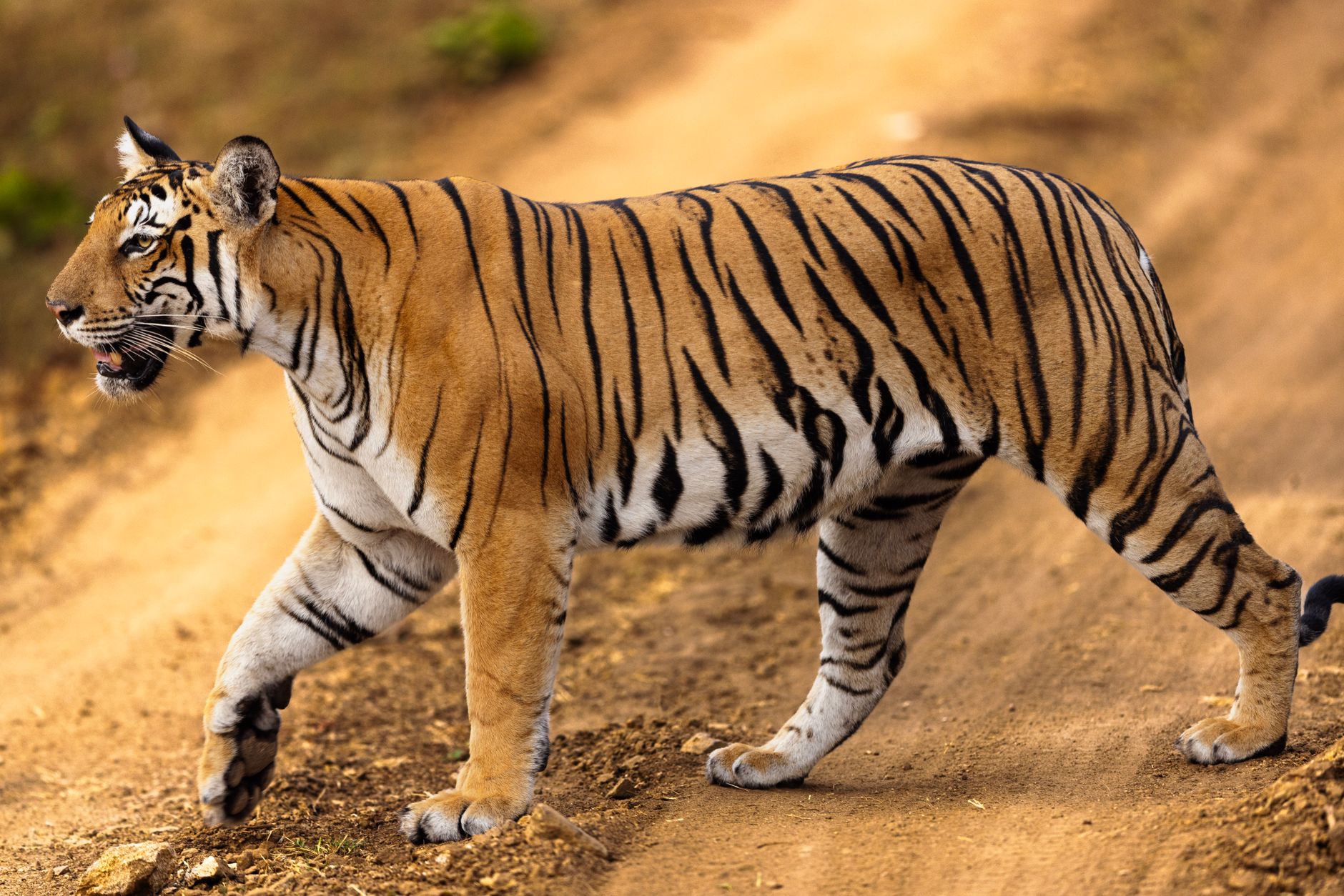 Similipal Tiger Reserve reopening: Safe Travel Awaits You